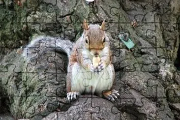 Scoiattolo del Parco della Regina
