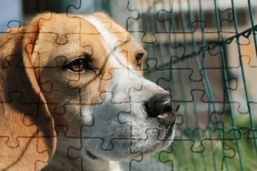 Pensieri di un beagle jigsaw puzzle