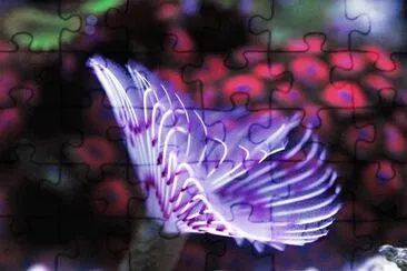 Aquarium Feather Duster jigsaw puzzle