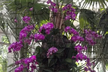 פאזל של Orchid Show-New York Botanical Gardens