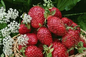 פאזל של frutas