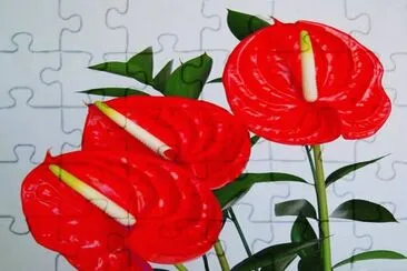 Antuarium - Colombia jigsaw puzzle