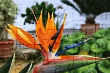Ave del Paraiso - SudÃ¡frica jigsaw puzzle