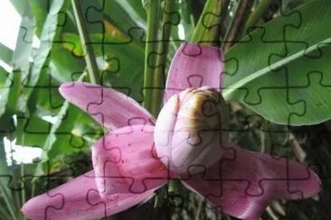 Banano ornamental - MÃ©xico