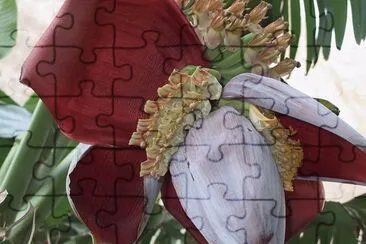 Flor del banano