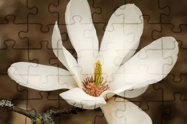 Magnolia Campellia