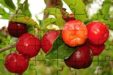 פאזל של frutas