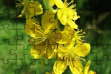 Agrimonia Eupatoria - EspaÃ±a