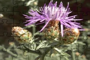 Centaurea Paniculata - Europa