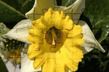 Falso Narciso - Europa