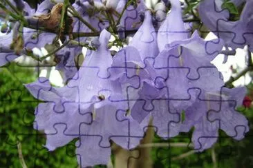 Jacaranda - AmÃ©rica jigsaw puzzle