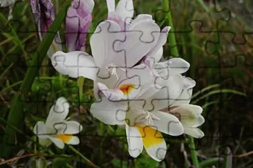 Fresia Alba - Ãfrica jigsaw puzzle