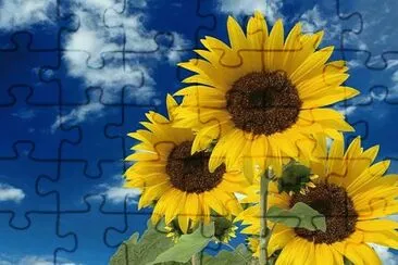 Girasol - AmÃ©rica jigsaw puzzle