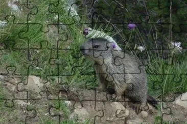 Marmotta ad Arabba