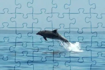 Delfino al largo di Veli Losjni