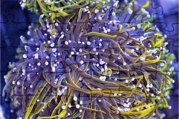 פאזל של Purple Stem Rainbow Torch Coral