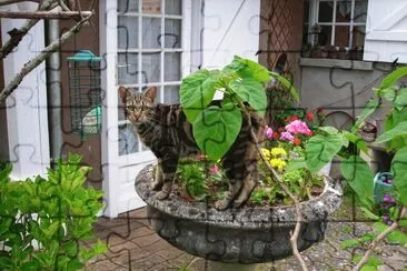 chat dans les fleurs