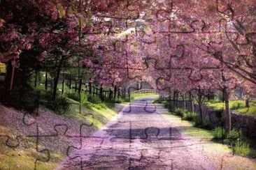 פאזל של cherry blossom