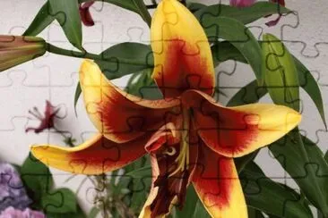 פאזל של Lilium - Hemisferio Norte