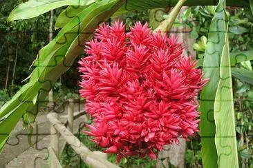 Red Ginger - Asia