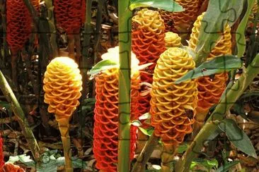 Zingiber Spectabile - Malasia