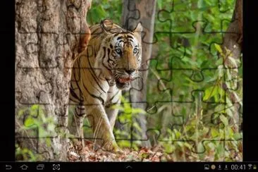 big cat 5