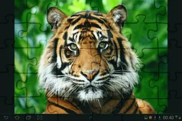 big cat 6