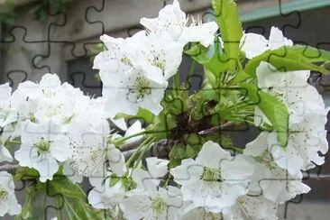 Flor de cirerer