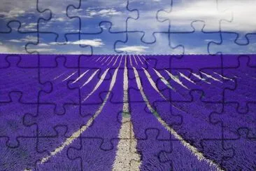 field of lavender jigsaw puzzle