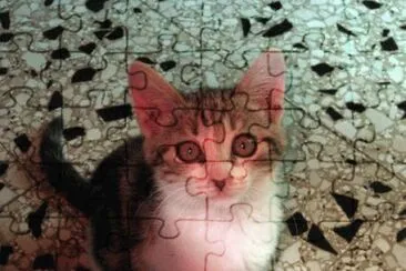 Cucciolo curioso
