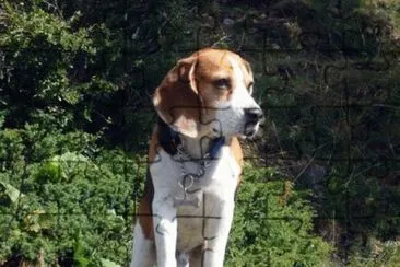 Beagle di vedetta