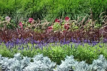 פאזל של flores