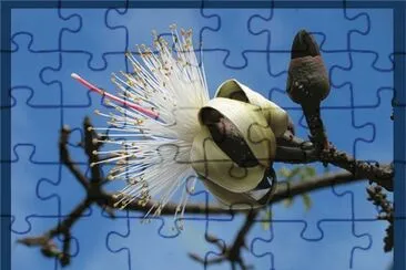 Cabellos de Ã¡ngel - CentroamÃ©rica jigsaw puzzle
