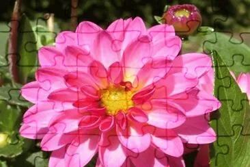 Dahlia Dahlstar Sunset Pink - MÃ©xico jigsaw puzzle