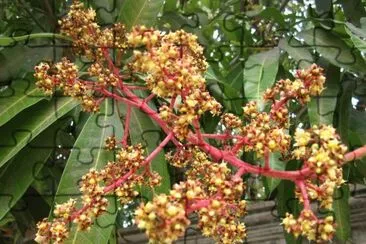 Mangifera Indica - AmÃ©rica