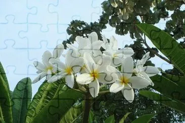Sak NiktÃ© - CentroamÃ©rica jigsaw puzzle