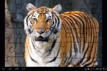 big cat 13 jigsaw puzzle