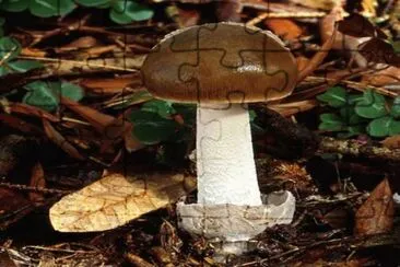 Amanita Constricta