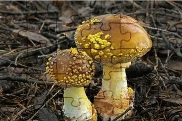 Amanita Francheti