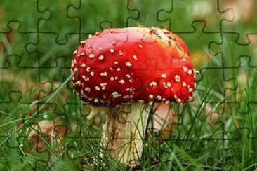 Amanita Muscaria