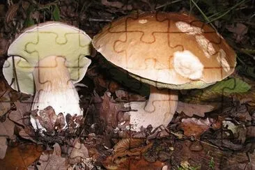 Boletus Edulis