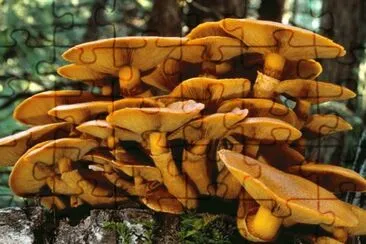 Gymnopilus Spectabilis jigsaw puzzle
