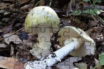 Amanita Phalloides jigsaw puzzle