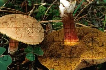 Boletus Chrysenteron jigsaw puzzle