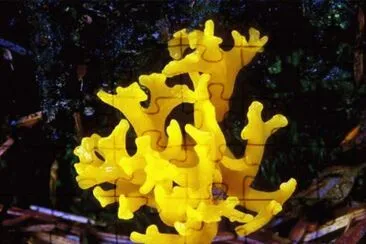 Calocera Viscosa jigsaw puzzle
