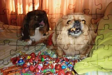 mascotas
