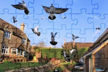 racing pigeons take off