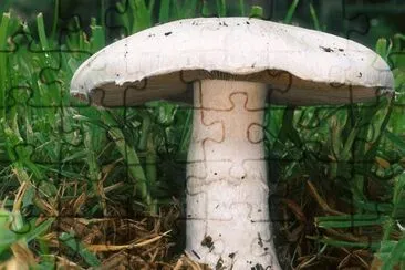 Agaricus Campestris jigsaw puzzle