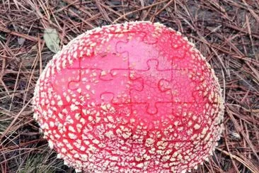 Amanita Muscaria 2 jigsaw puzzle