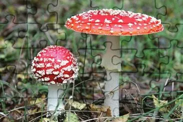 Amanita Muscaria 3 jigsaw puzzle